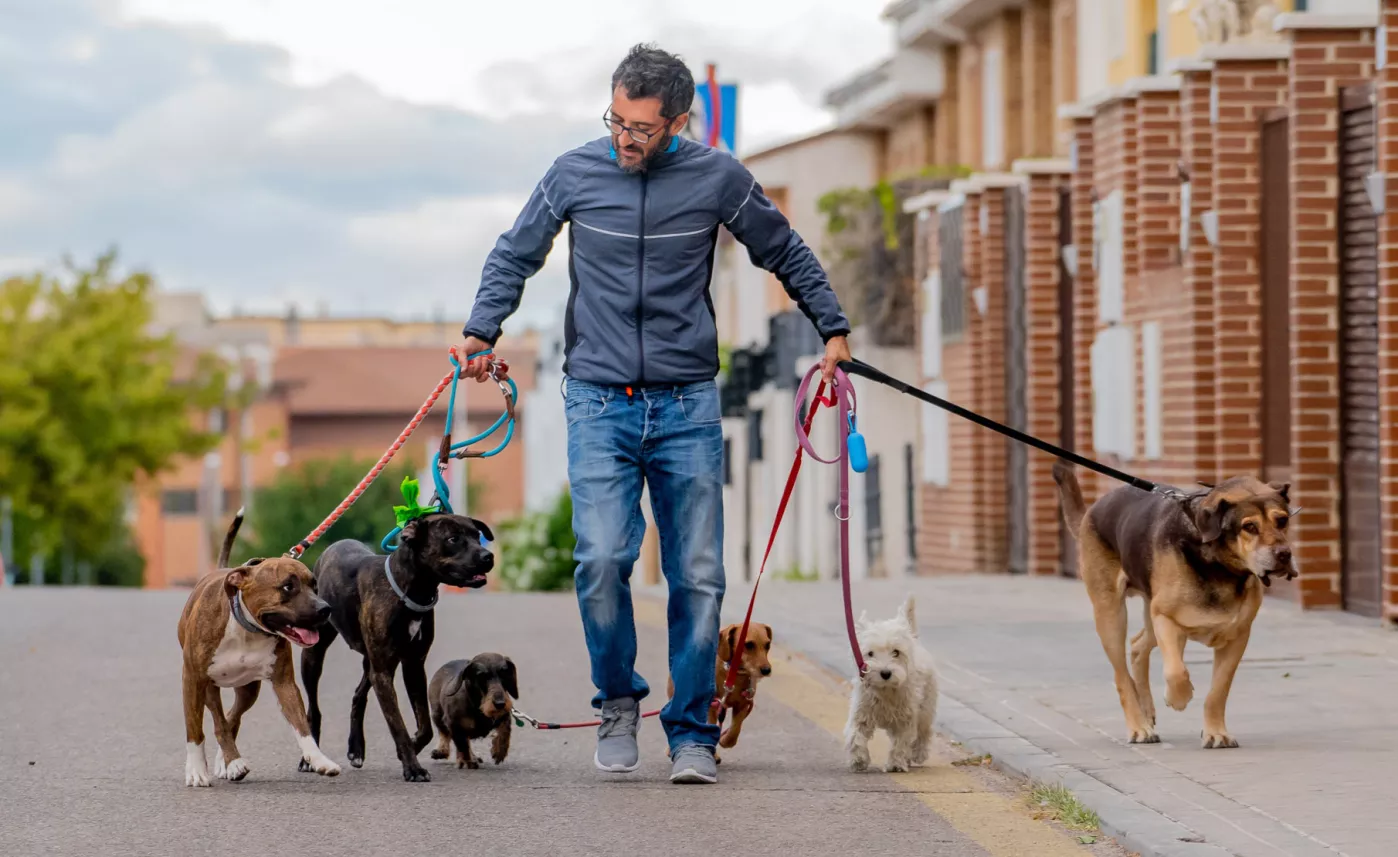  Man taking dogs for walk
